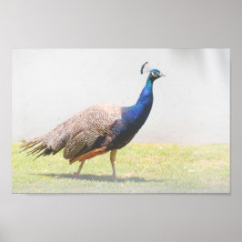 Poster Belo Pássaro Peacock Andando