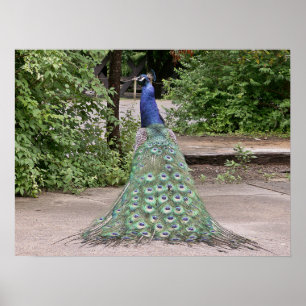 Poster Belo pavão masculino