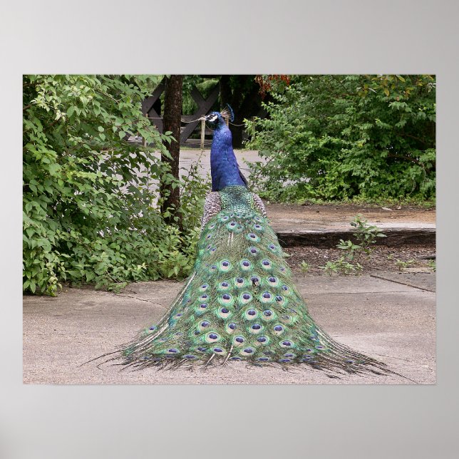 Poster Belo pavão masculino (Frente)