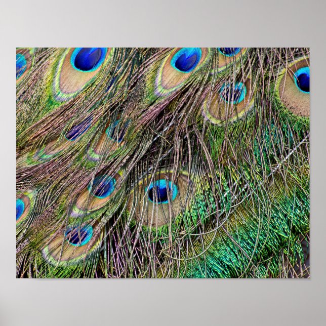 Póster Belo Penas de Peacock (Frente)