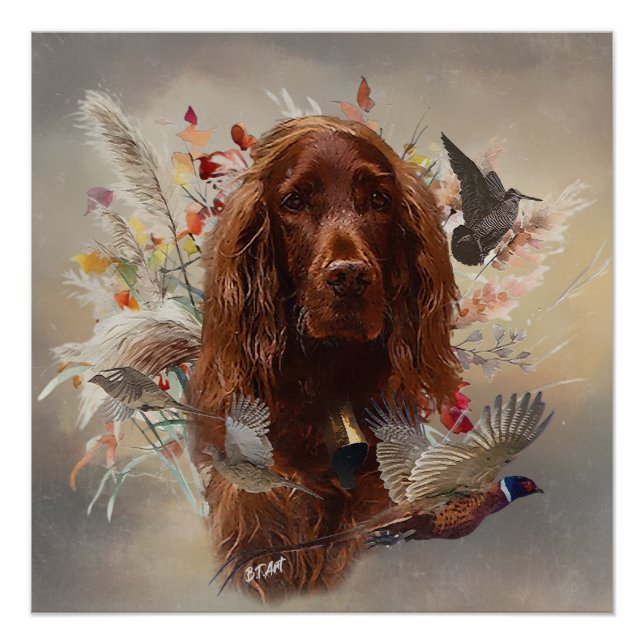 Póster Belo Red Setter Irlandês (Frente)