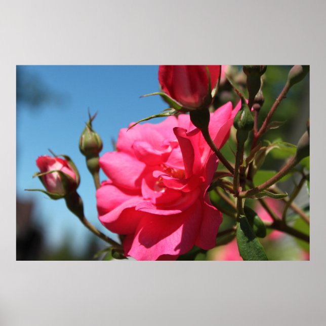 Poster belo rosa-rosa flor e botões azul céu (Frente)