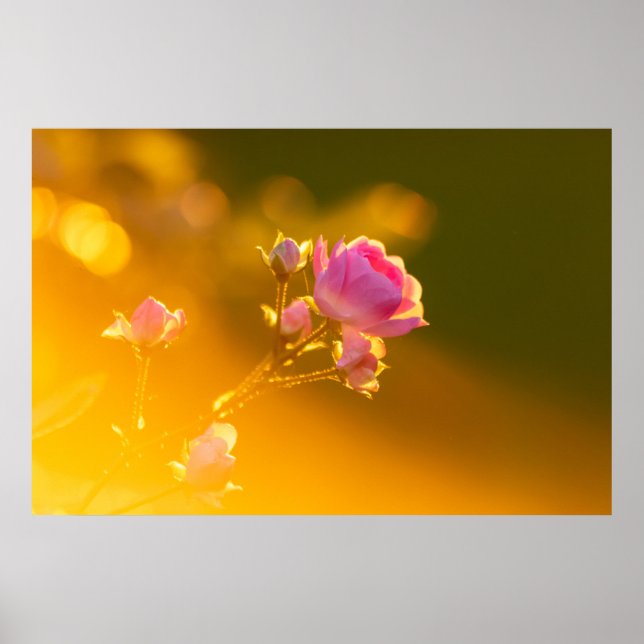 Poster Belo rosa rosa rosa rosa no sol romance (Frente)