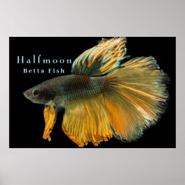 Poster Belo Siamês combatendo peixes Betta Halfmoon