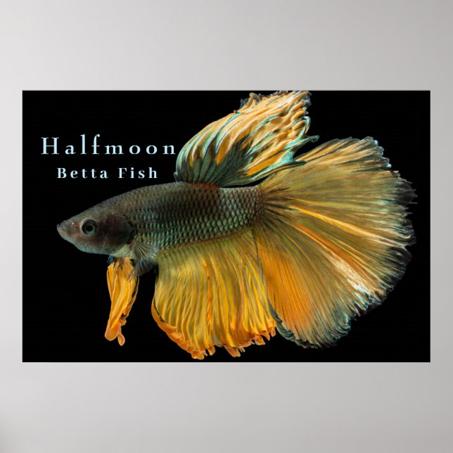 Poster Belo Siamês combatendo peixes Betta Halfmoon (Frente)