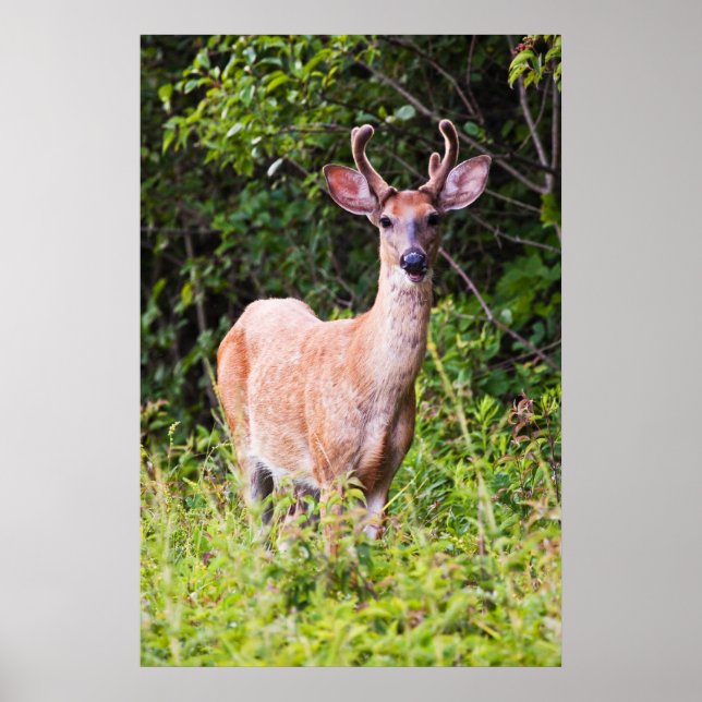Póster Belo Sorriso (Frente)