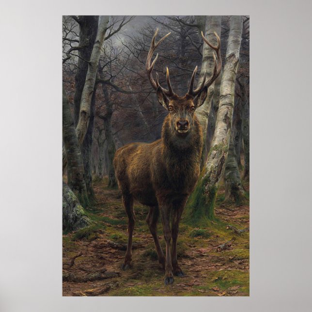 Poster Belo Stag Deer - Rei da Floresta (Frente)