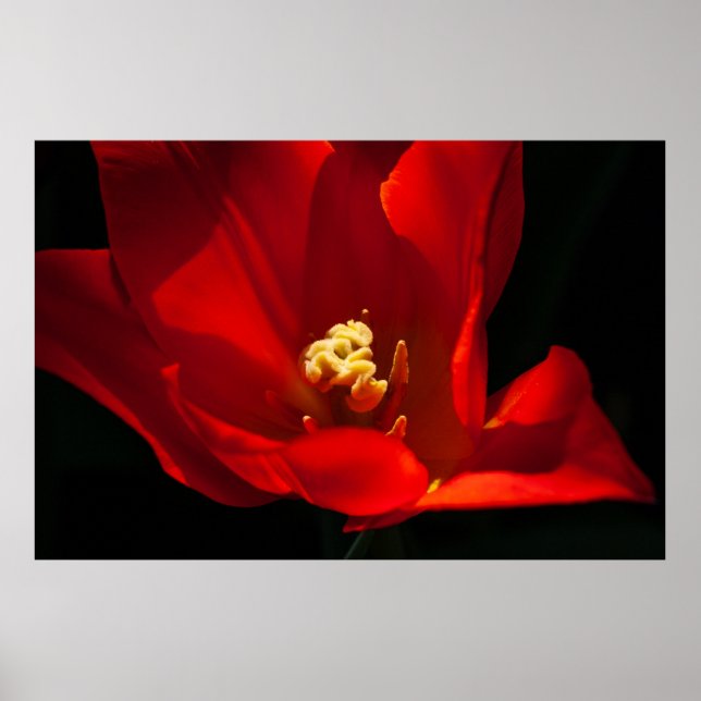 Poster Belo Tulip Flower Fotografia (Frente)