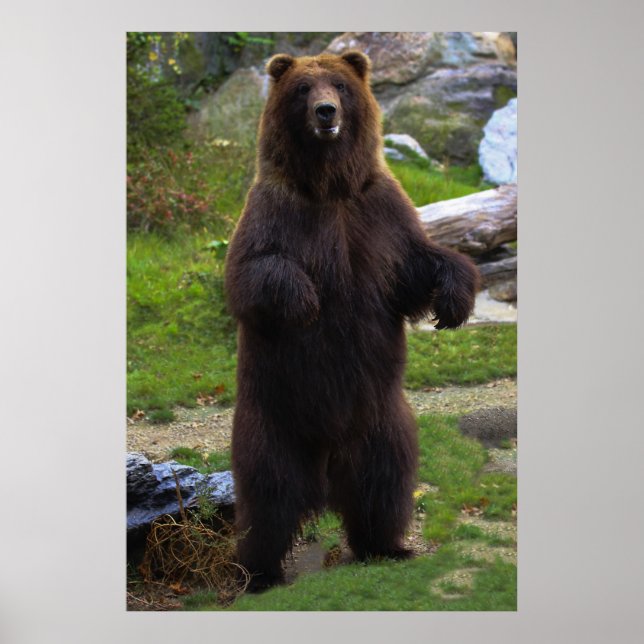 Póster Belo Urso Castanho Grizzly (Frente)