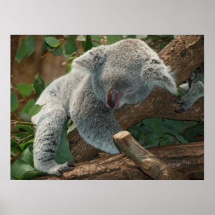 Póster Belo Urso Koala Dormindo