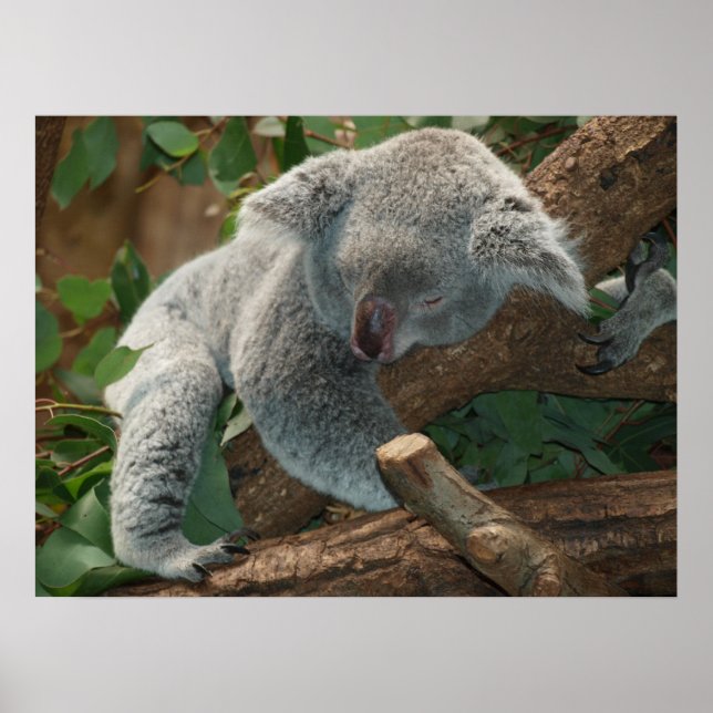 Póster Belo Urso Koala Dormindo (Frente)