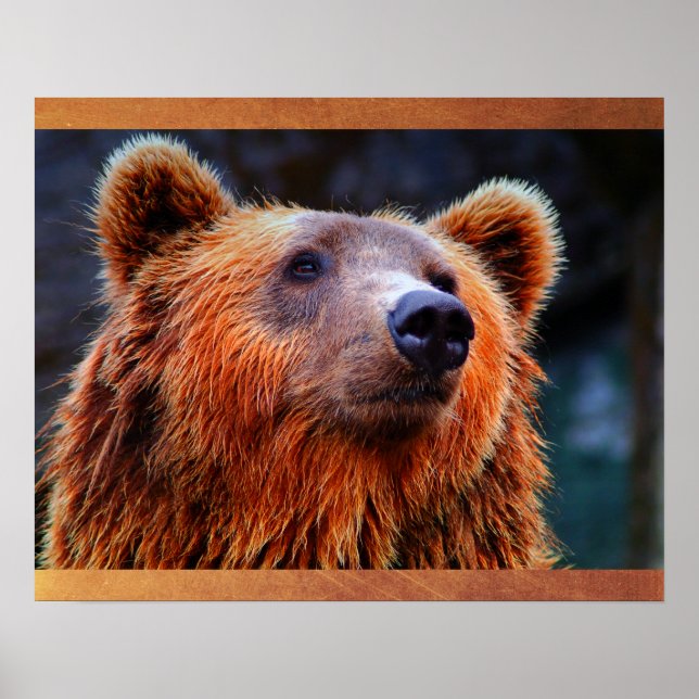Póster Belo Urso Marrom Retrato Wildlife Foto (Frente)