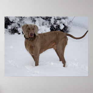 Póster Belo Weimaraner na neve