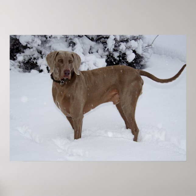 Póster Belo Weimaraner na neve (Frente)