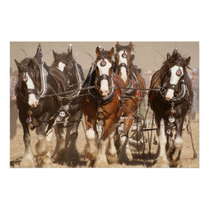 Póster Belos Cavalos Clydesdale Espalhando - Trabalho em