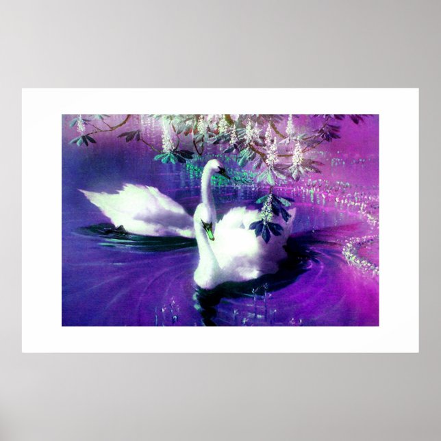 Poster Belos cisnes (Frente)