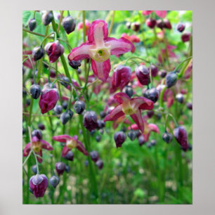 Póster Belos Flores e Buds Foto Primavera