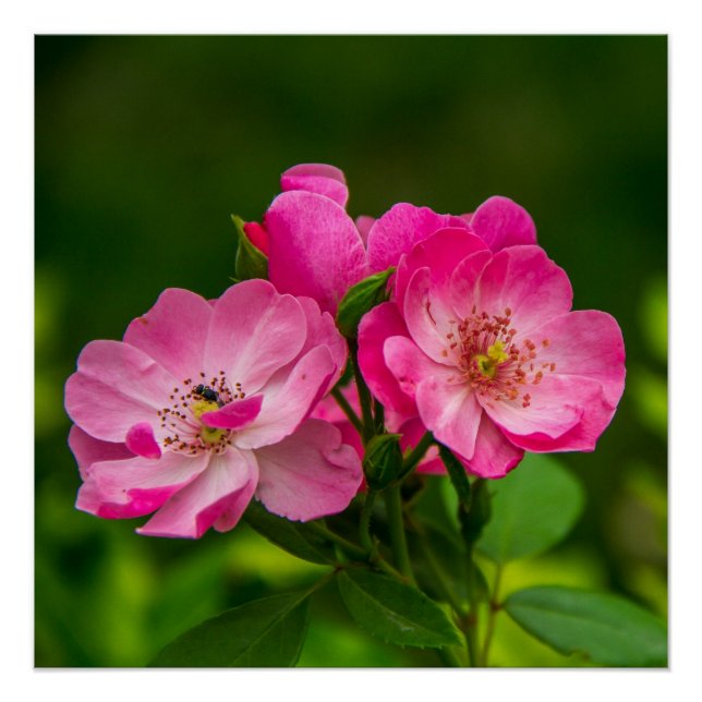 Póster Belos Flores Rosa-6845 (Frente)