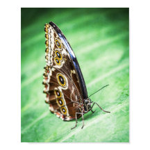 Belos Insetos Borboleta Arte Arquivística Fina