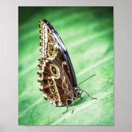 Poster Belos Insetos Borboleta Arte Arquivística Fina