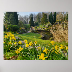 Poster Belos Primavera Daffodils