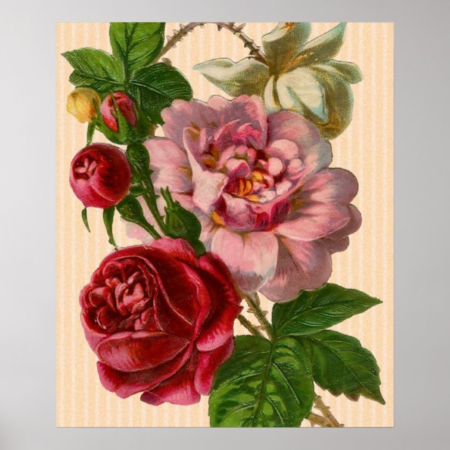 Poster Belos Rosas Coloridos (Frente)