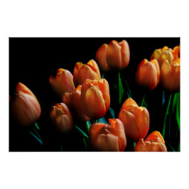 Póster Belos Tulipas Laranja em Poster Preto