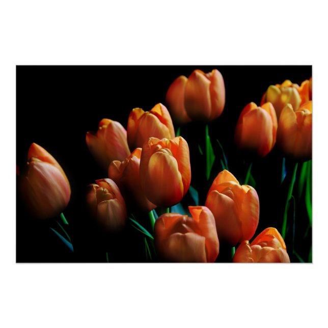 Póster Belos Tulipas Laranja em Poster Preto (Frente)