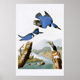 Poster Belts Kingfisher John Audubon Birds da América
