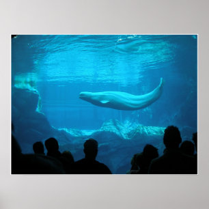 Póster Beluga Whales III