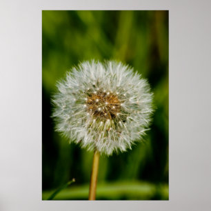 Poster Bem, me soprar