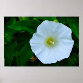 Poster Bênção da Natureza