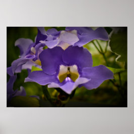 Poster Bênção da Natureza