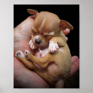 Poster Bênção do filhote de cachorro da chihuahua