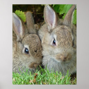 Poster Bênçãos & fé dos coelhos de coelhinho da Páscoa