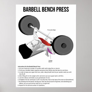 Poster Bench Press - Exercício - Gráfico de Anatomia Musc