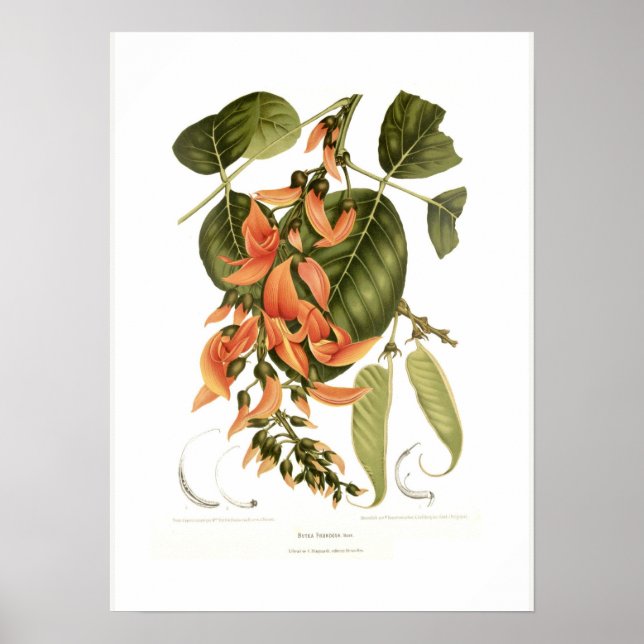 Póster Bengal kino (Frente)