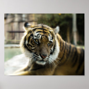 Poster Bengal Tiger