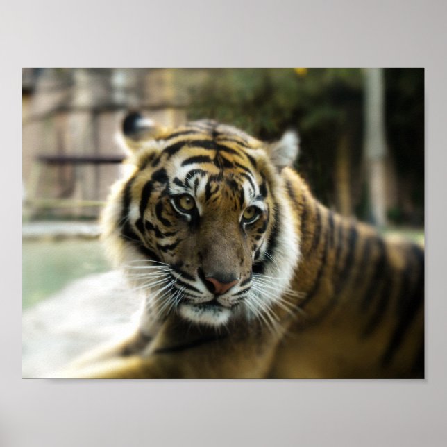 Poster Bengal Tiger (Frente)
