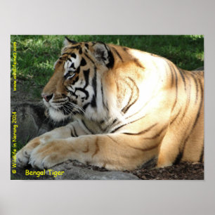 Póster Bengal Tiger