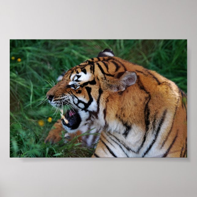 Póster Bengal Tiger mostrando suas presas (Frente)