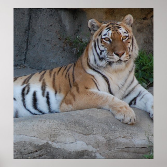 Póster Bengal Tigers (Frente)