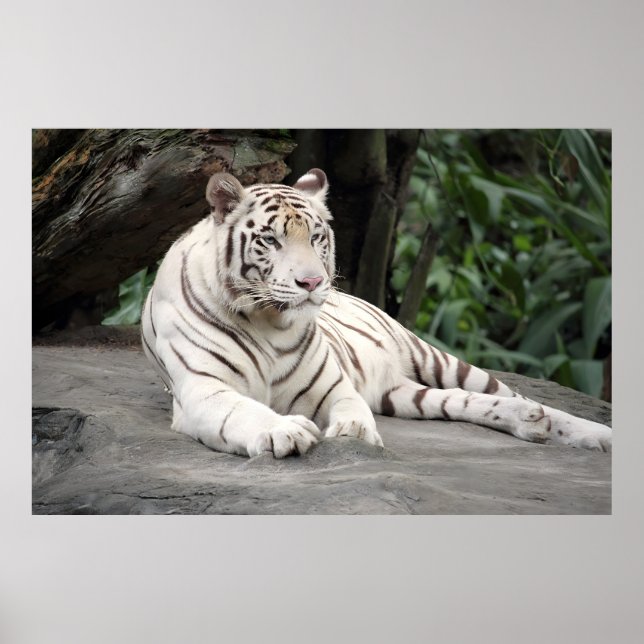 Poster Bengal White Tiger Deitado Na Pedra (Frente)