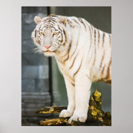 Poster Bengal White Tiger Olhando Para A Fotografia