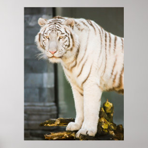 Poster Bengal White Tiger Olhando Para A Fotografia