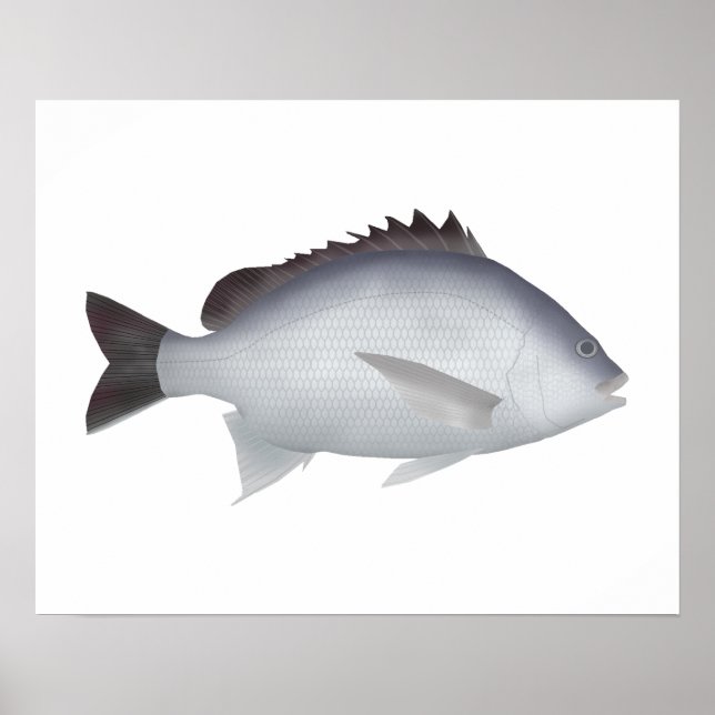 Poster Bengal Yellowfin Seabream (Frente)