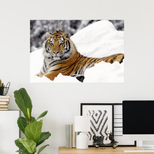 Poster Bengala Tiger te observando na neve