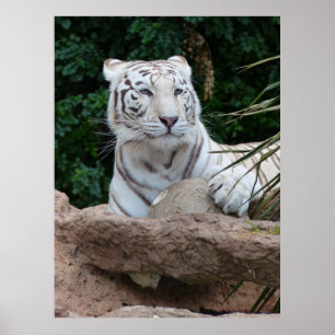 Poster Bengala White Tiger Photoics