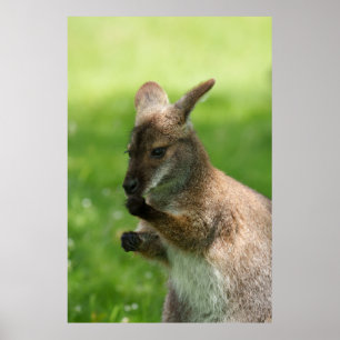 Poster Bennett's Wallaby
