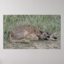 Béqueril A6 de Antilope Americano